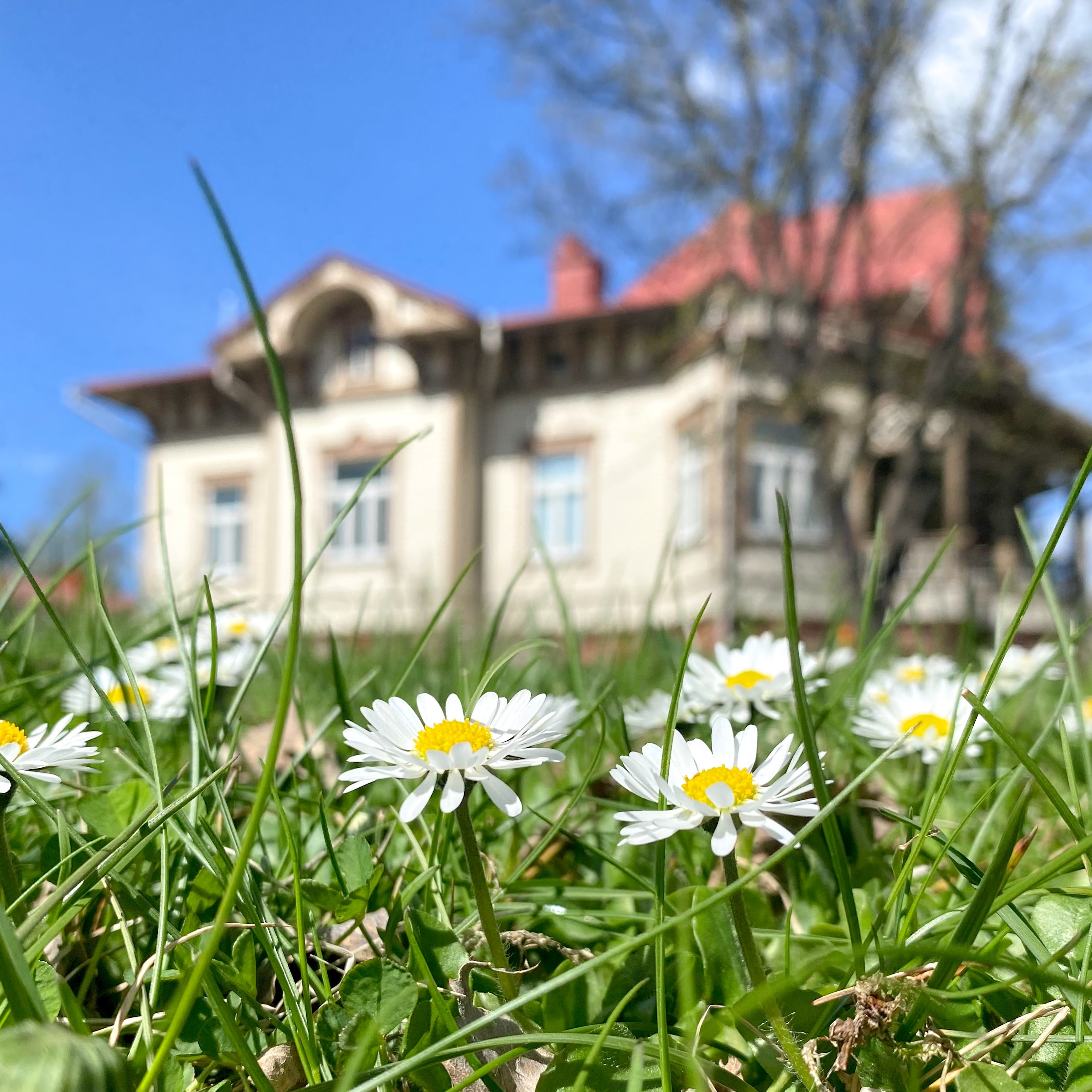 Flowers with the art museum in the background.
