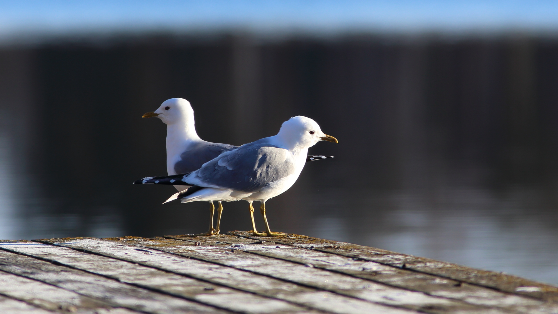 Common gull