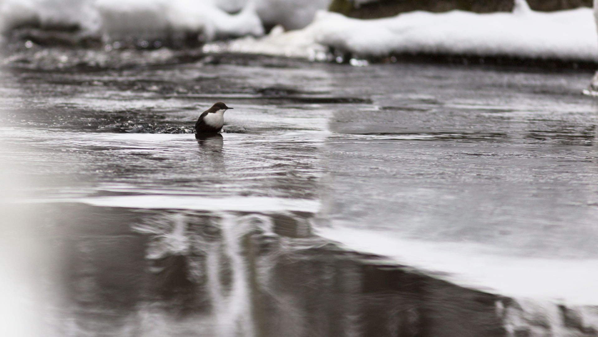 White-throated dipper