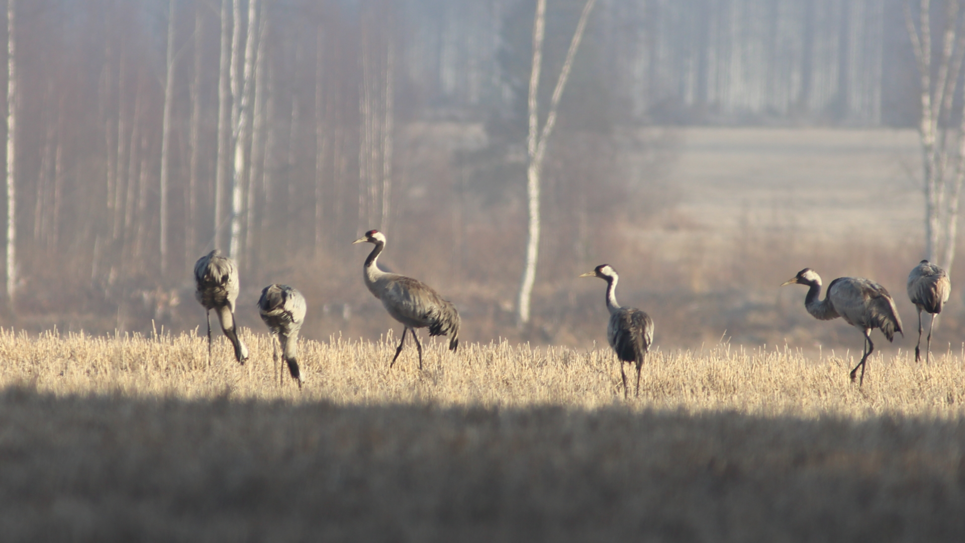 Cranes