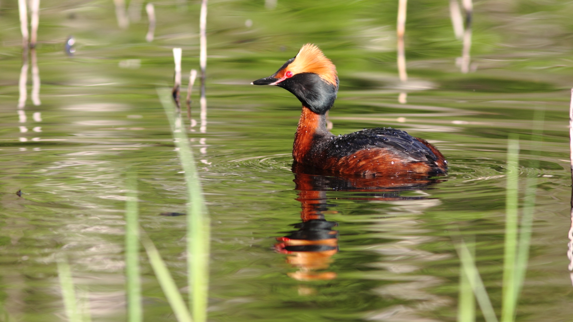Black-necked grebe