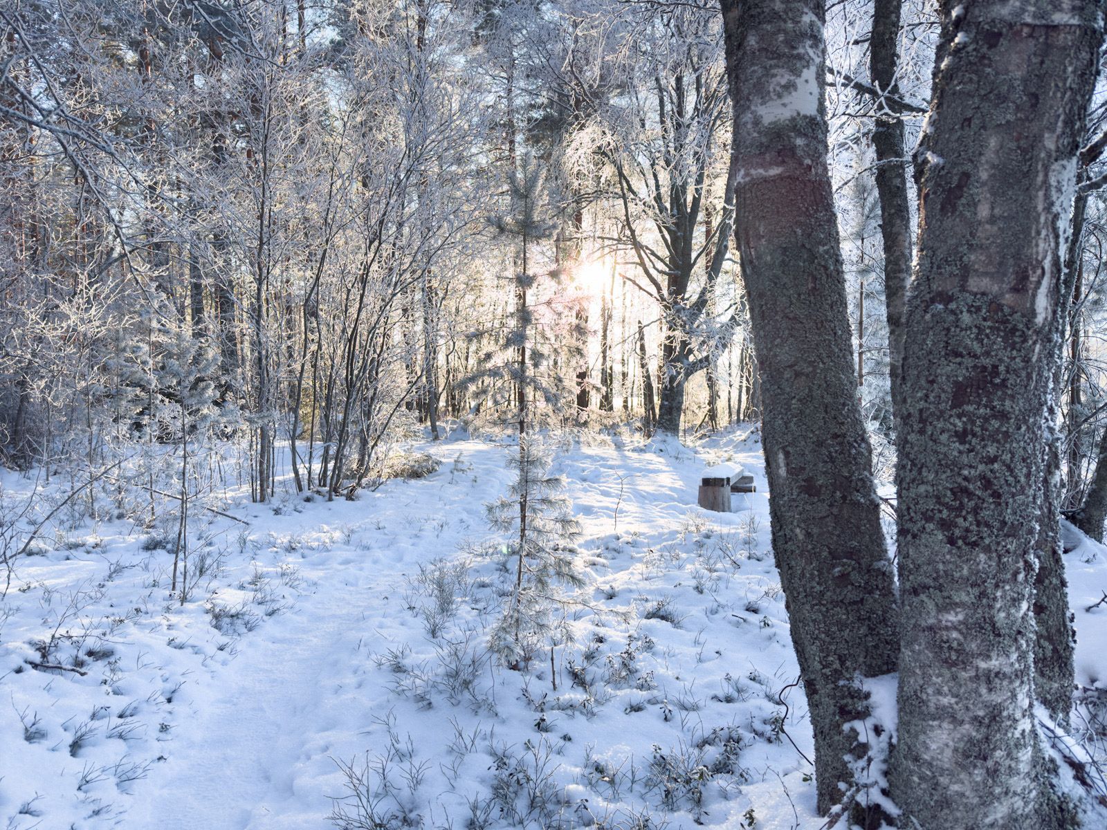 A sunny path in a winter landscape.
