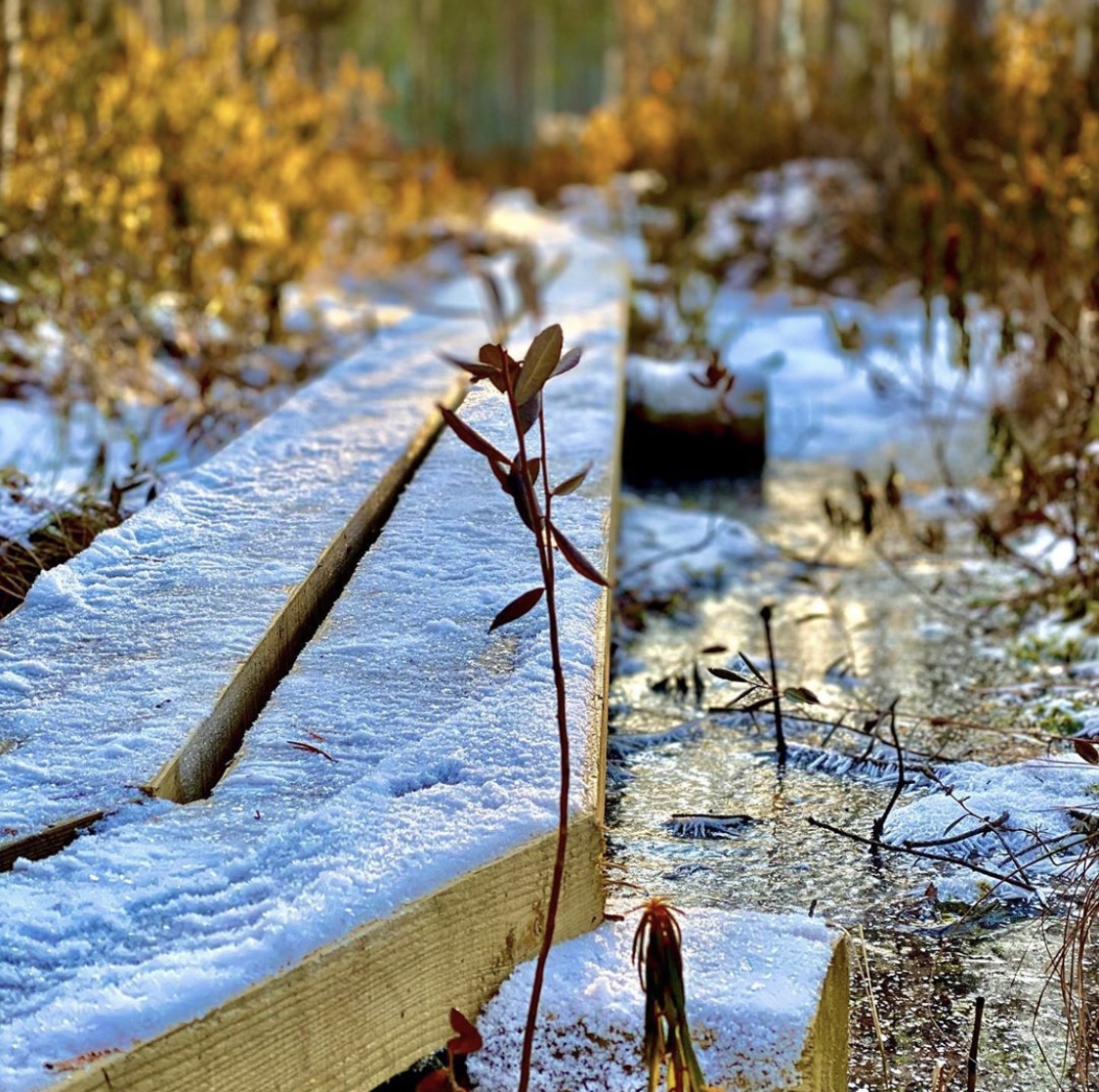 Photo from a spring nature trail
