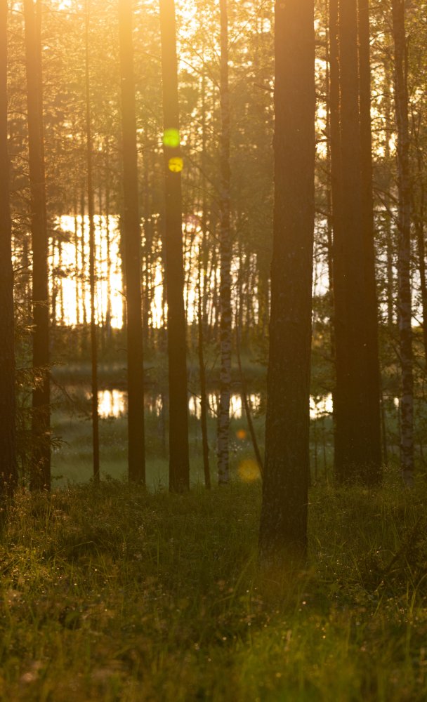 Five Best Ways to Spend Autumn Break in Äänekoski – Enjoy Nature's Colorful Display!